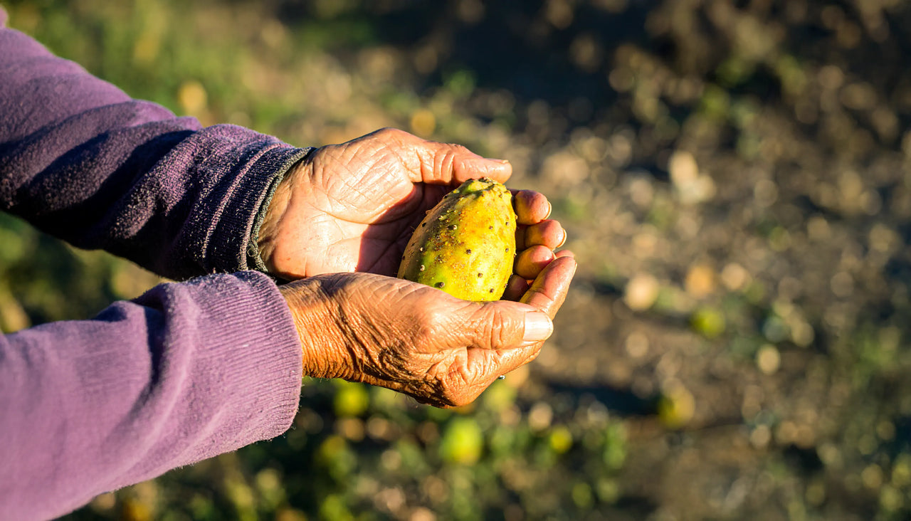 Élixir précieux de Tafsura