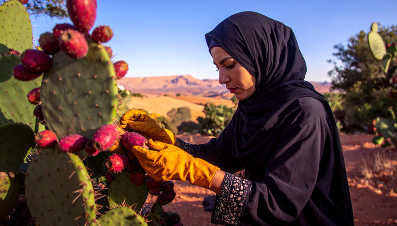 Paysage de l'Atlas, figues de barbarie